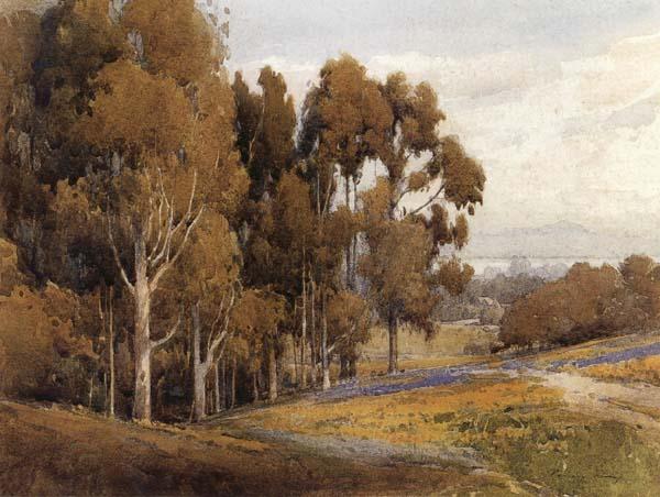 unknow artist A Grove of Eucalyptus in Spring oil painting picture
